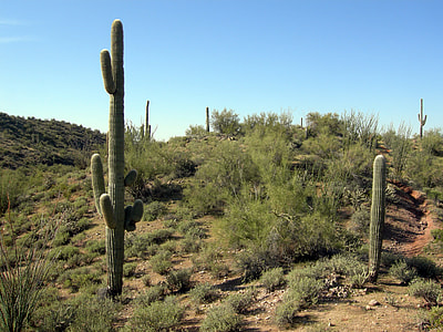 Sonoran Desert outside Wickenburg, Arizona  thumbnail