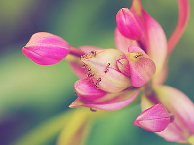 close up selective focus photography of a pink petaled flower with fire ants thumbnail
