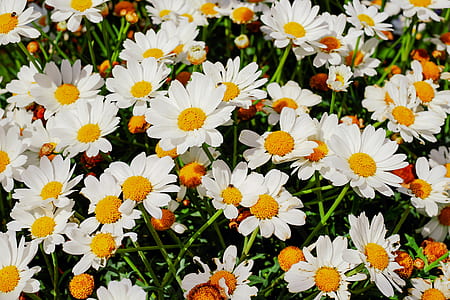 daisy field thumbnail