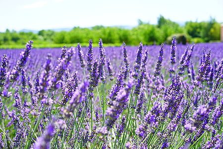 purple lavender flower field thumbnail