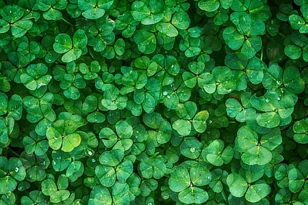 green leaf plant thumbnail