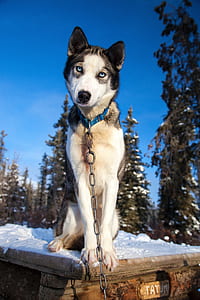 adult white and black Siberian husky sitting on the field thumbnail