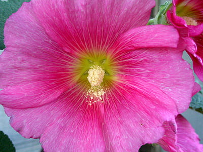 Pink Hollyhock with pollen thumbnail