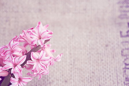 pink-and-white hyacinth flowers thumbnail