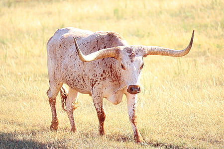 cow on grass thumbnail