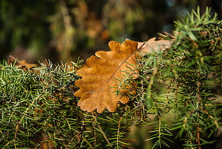 brown leaf thumbnail