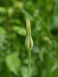 Infructescence, Meadows Dubius thumbnail