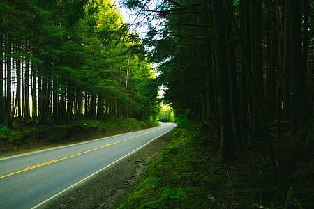 concrete road between trees at daytime photo thumbnail