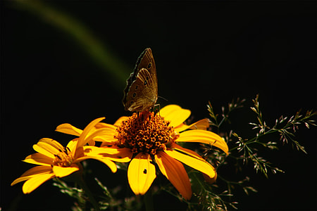 brown butterfly perched on yellow petaled flower in selective focus photography thumbnail