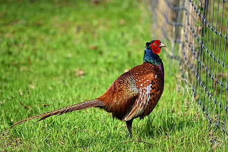 brown and red bird on grass field thumbnail