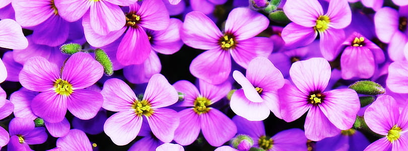 Puple 4 Petaled Flower thumbnail