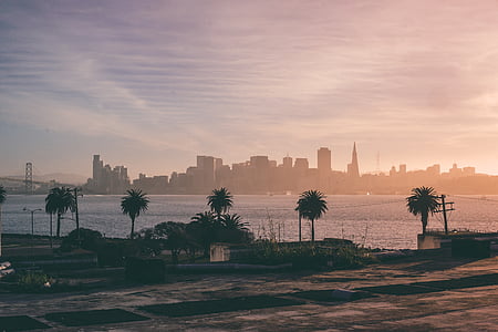 silhouette of palm tree line across San Francisco, California during daybreak thumbnail