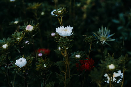 Several Flowers thumbnail