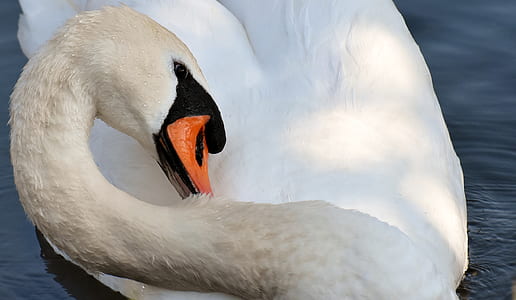 white swan on calm water thumbnail