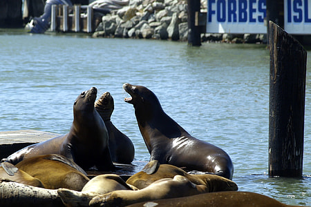 Harbor Seals, Fisherman'S Dwarf thumbnail
