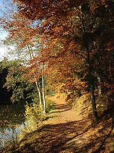 green tree near lake thumbnail