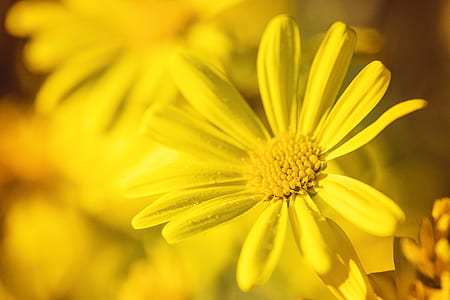 nature, flowers, petals, blur thumbnail