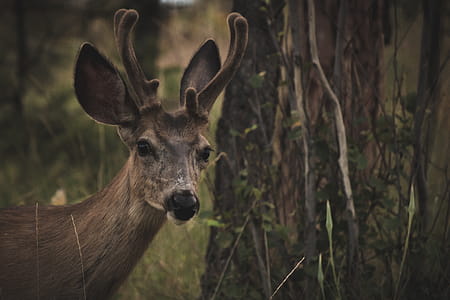 Brown Deer Near Tree thumbnail
