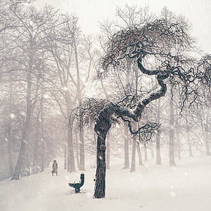 bare trees covered with snow thumbnail