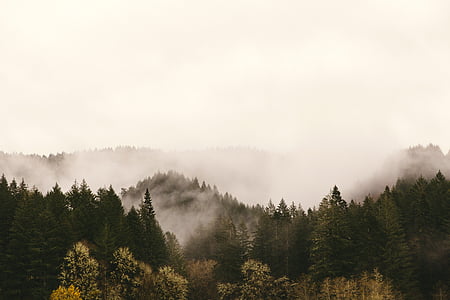 trees near mountain at daytime thumbnail