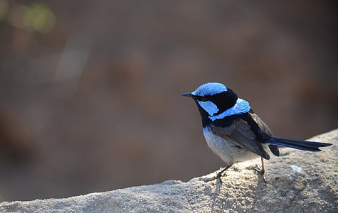 selective focus of black and blue bird thumbnail