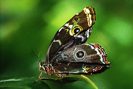 closeup photo of blue morpho butterfly perching on leaf thumbnail