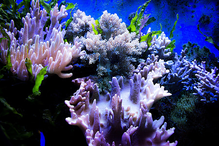 cluster of assorted-color corals underwater thumbnail