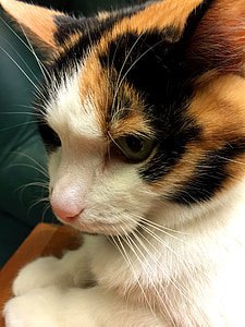close up photo of calico cat thumbnail