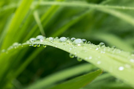 macro photography of water drop on leaf thumbnail