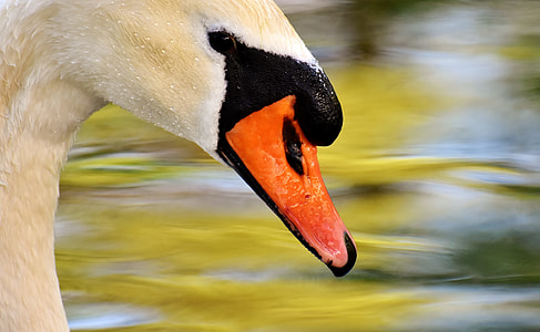 close view of a Mute Swan thumbnail