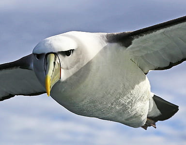 flying white and black bird thumbnail