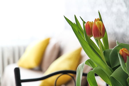 red and yellow petaled flower thumbnail