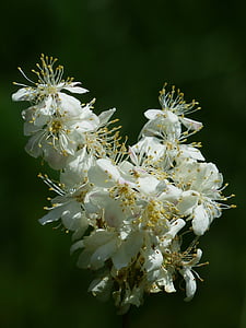 white blossom flowers thumbnail