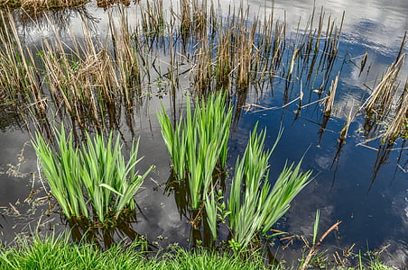 green grass tufts in water thumbnail