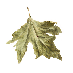 green leaf with white background thumbnail