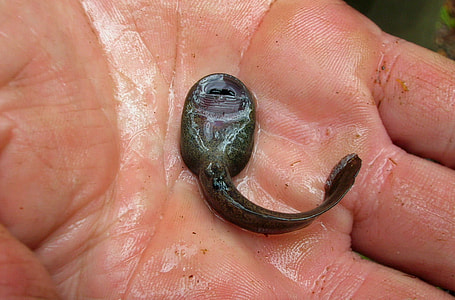 Tadpole of Rocky Mountain Tailed Frog - Ascaphus montanus thumbnail
