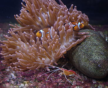 two clown fish thumbnail