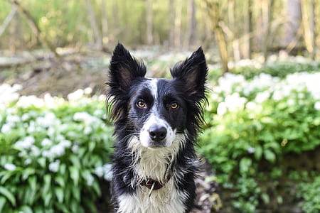 black border collie staying outdoor near green plnat thumbnail