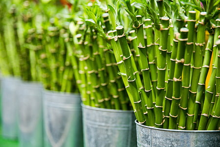 bamboos in buckets thumbnail
