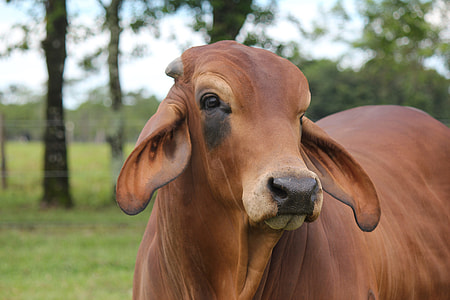 brown cattle near green leafed trees thumbnail