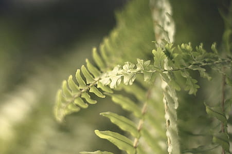Green Fern thumbnail