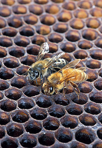 two honeybees thumbnail