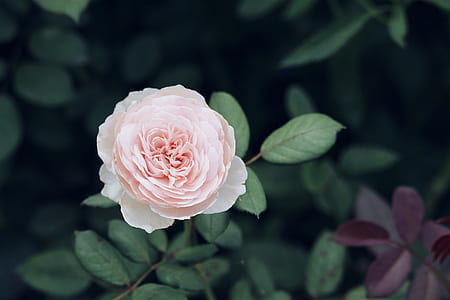 selective focus photography of pink rose in bloom thumbnail