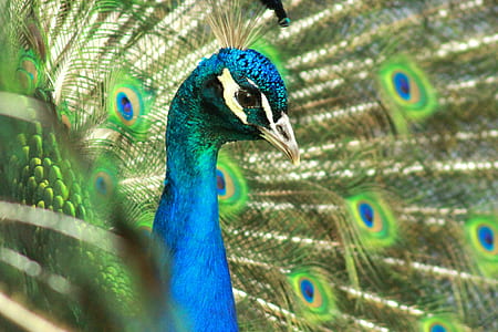 peafowl thumbnail