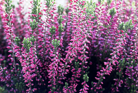pink flowers thumbnail