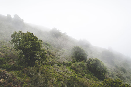 aerial shot of forest covered with fog thumbnail