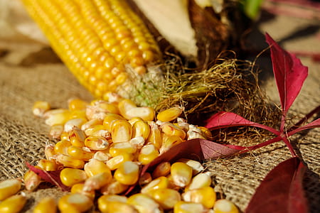 yellow corns thumbnail