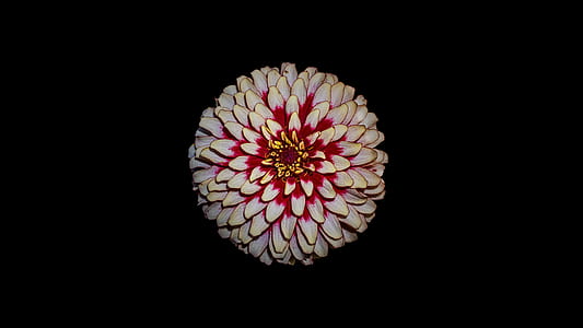 close-up photo of white and pink dahlia flower thumbnail