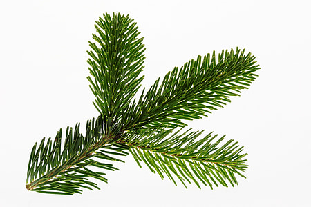 green pine tree leaves thumbnail
