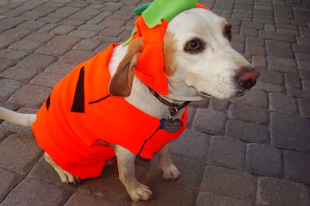 yellow Labrador retriever wearing peterpan costume thumbnail